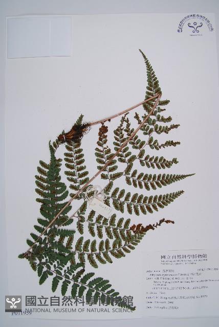 Accession Number:P011959 Collection Image, Figure 1, Total 8 Figures