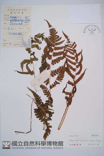 假蹄蓋蕨藏品圖，第1張