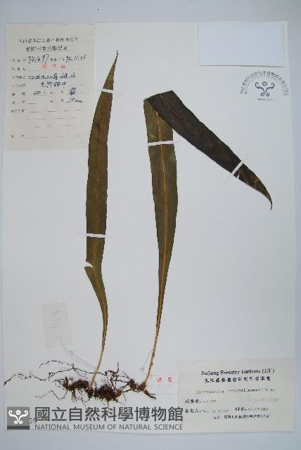 大星蕨藏品圖，第1張