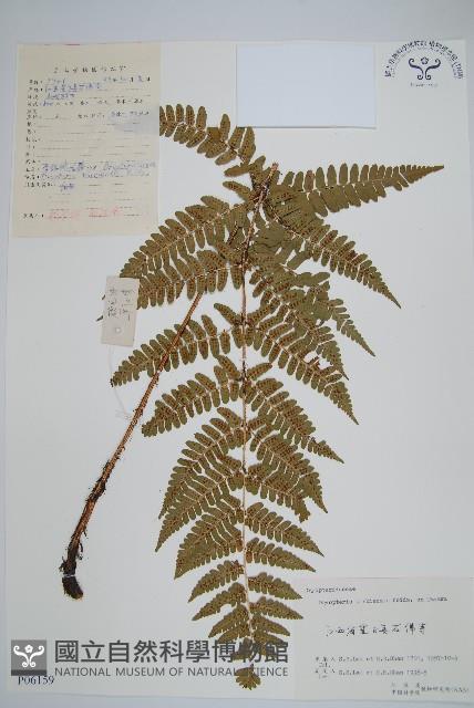 金鶴鱗毛蕨藏品圖，第1張