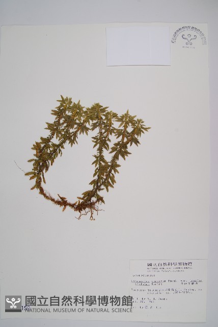 長柄千層塔藏品圖，第1張