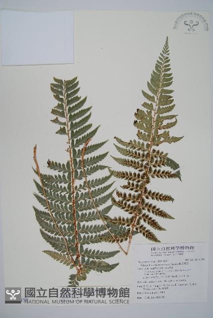 鐮葉耳蕨藏品圖，第1張