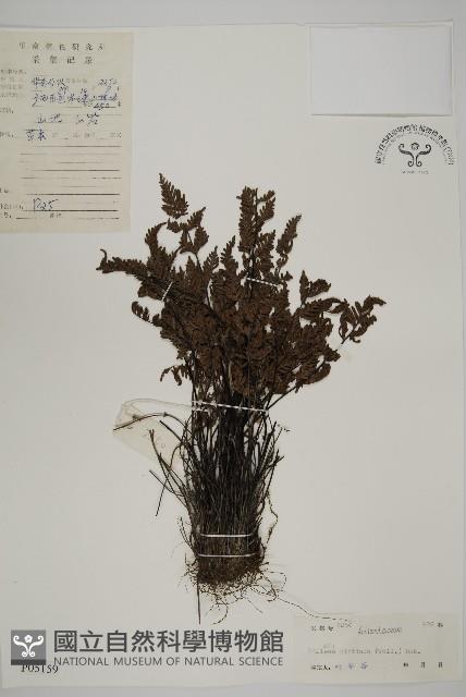 旱蕨藏品圖，第1張
