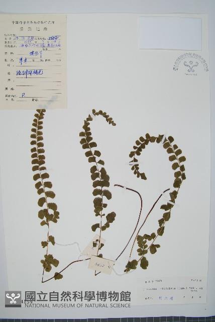 圓葉陵齒蕨藏品圖，第1張