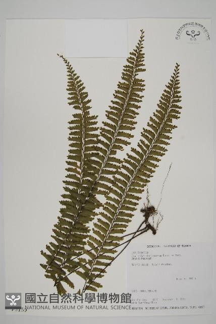 薄葉孔雀鐵角蕨、邊孢鐵角蕨藏品圖，第1張