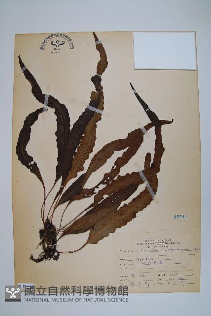 波氏星蕨藏品圖，第1張