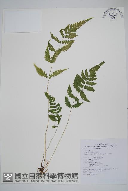 柔葉金星蕨藏品圖，第1張