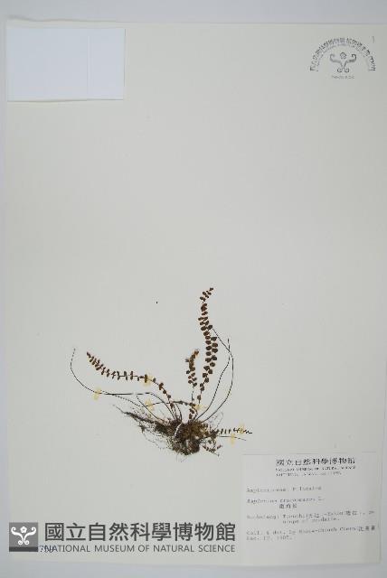 鐵角蕨藏品圖，第1張