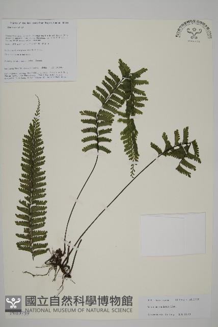 鞭葉鐵線蕨藏品圖，第1張
