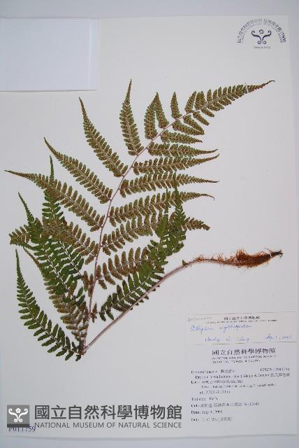 山蹄蓋蕨藏品圖，第1張