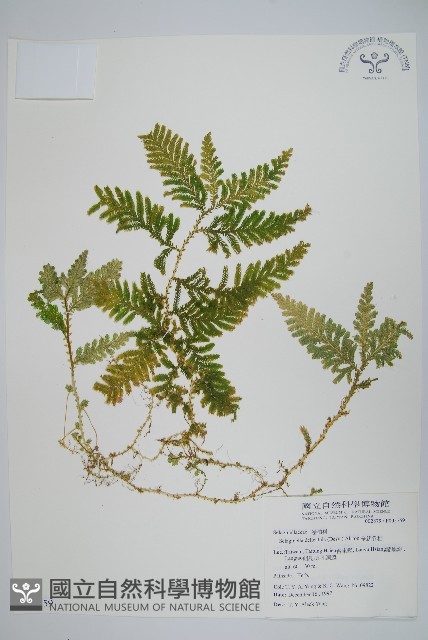 全緣卷柏藏品圖，第1張
