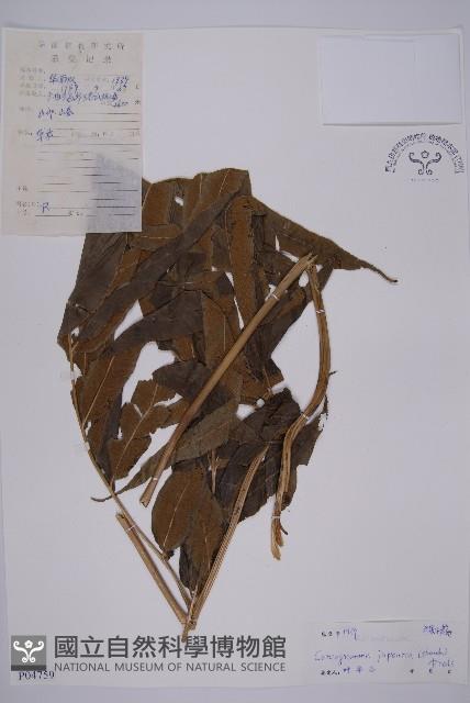 日本鳳丫蕨藏品圖，第1張