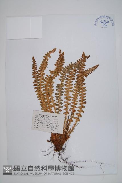 玉龍蕨藏品圖，第1張