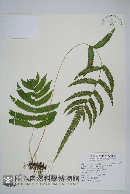 毛蕨藏品圖，第1張