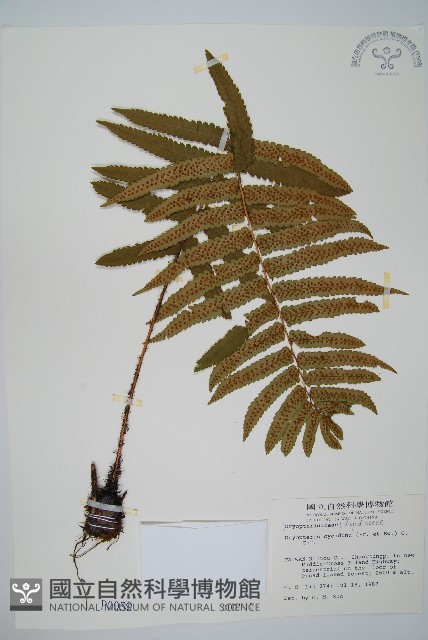 桫欏鱗毛蕨藏品圖，第1張