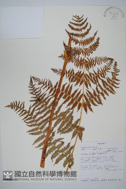 蕨藏品圖，第1張