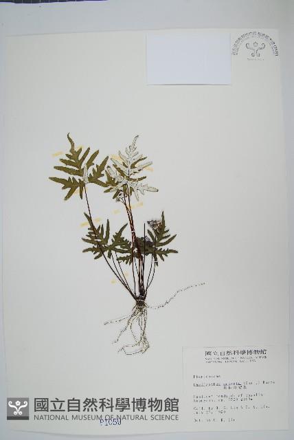 長柄粉背蕨藏品圖，第1張