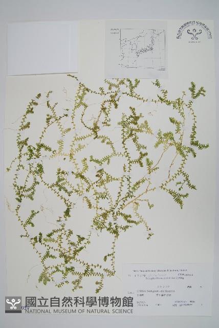 疏葉卷柏藏品圖，第1張