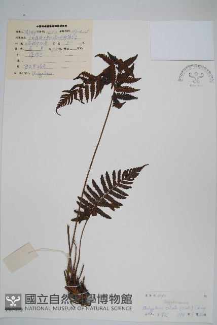 登錄號:P005059藏品圖，第1張