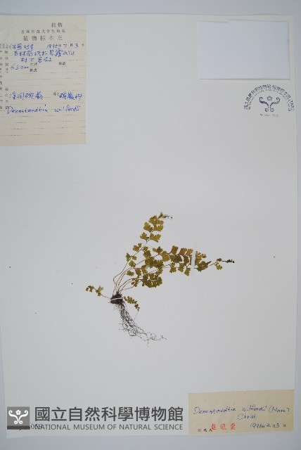 溪洞碗蕨藏品圖，第1張
