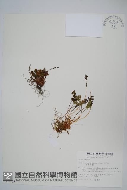 高山珠蕨藏品圖，第1張