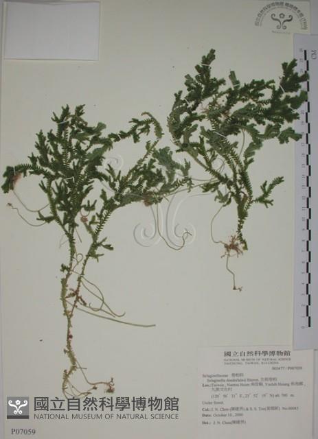 生根卷柏藏品圖，第1張