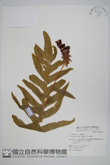 槲蕨藏品圖，第1張