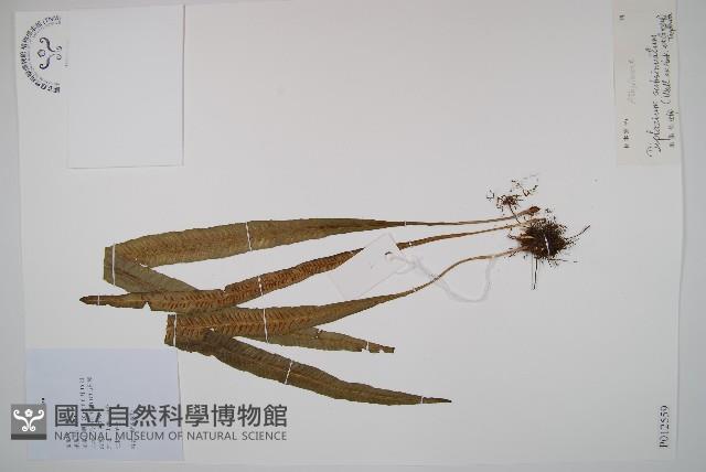 單葉雙蓋蕨藏品圖，第1張