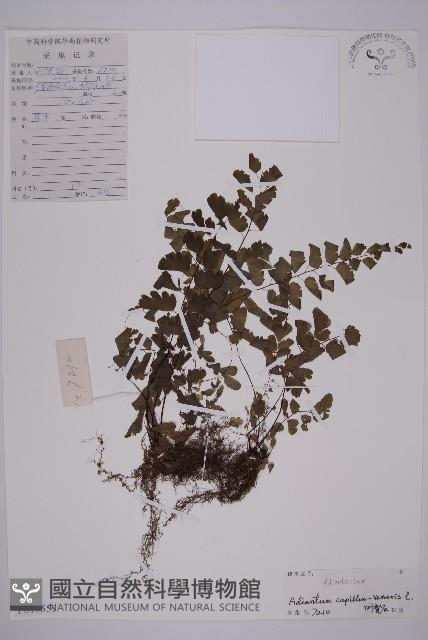 鐵線蕨藏品圖，第1張