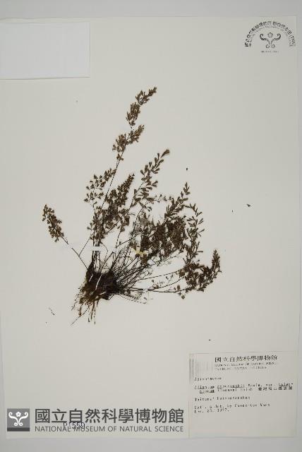 臺灣高山鐵線蕨藏品圖，第1張