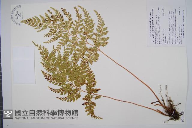 闊片烏蕨藏品圖，第1張