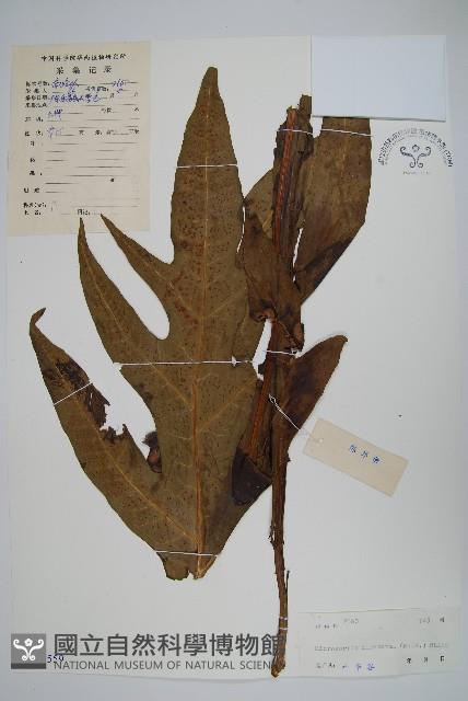 箭葉星蕨藏品圖，第1張