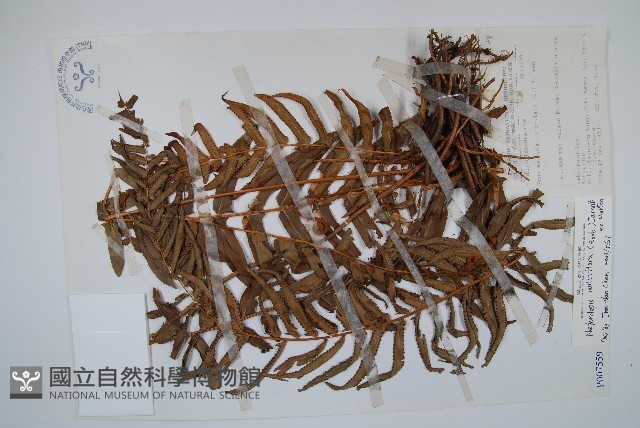 毛葉腎蕨藏品圖，第1張