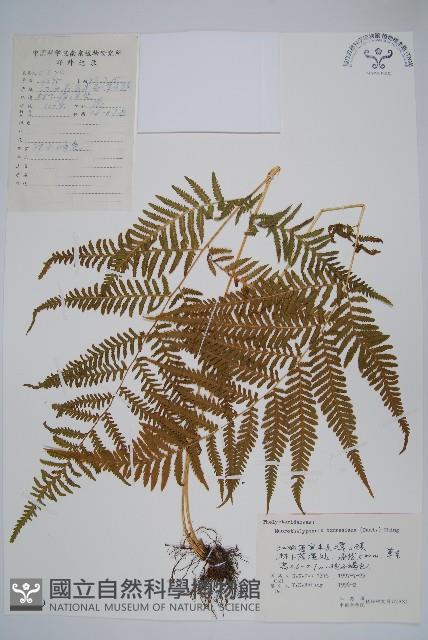 大金星蕨藏品圖，第1張