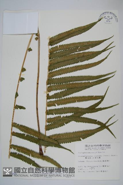 大葉毛蕨藏品圖，第1張