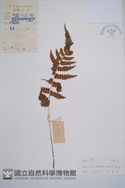 假蹄蓋蕨藏品圖，第1張