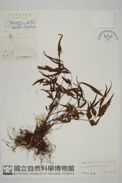 鐮葉鐵角蕨藏品圖，第1張