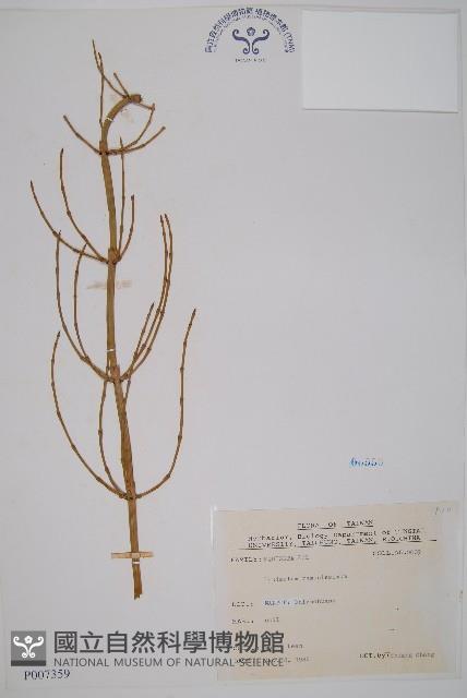 木賊藏品圖，第1張