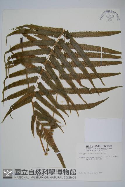 大葉毛蕨藏品圖，第1張