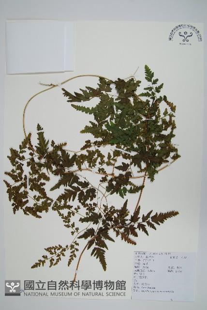 海金沙藏品圖，第1張