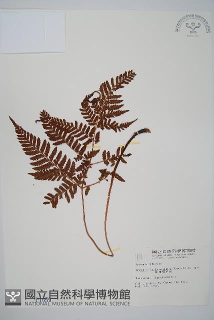 臺灣鱗毛蕨藏品圖，第1張