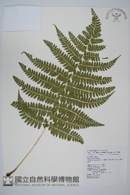 姬蹄蓋蕨藏品圖，第1張