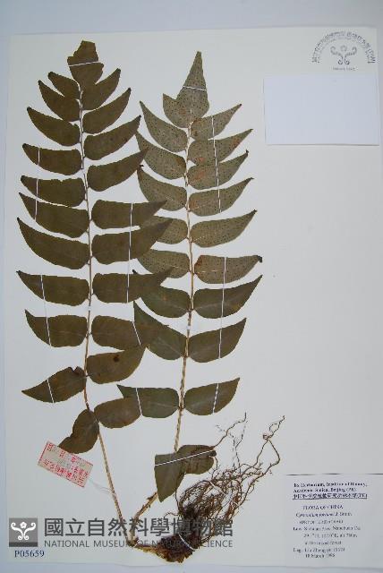 貫眾蕨藏品圖，第1張