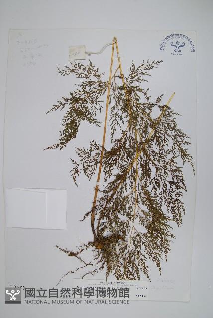 高山金粉蕨藏品圖，第1張