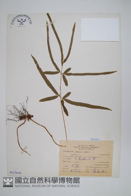 箭葉鳳尾蕨藏品圖，第1張