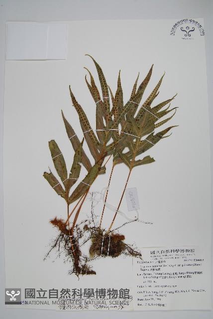 鐮羽假瘤蕨藏品圖，第1張
