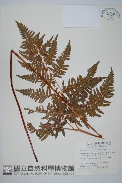 蕨藏品圖，第1張