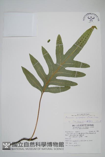 海岸星蕨藏品圖，第1張