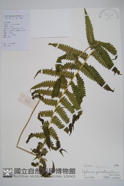 密毛毛蕨藏品圖，第1張