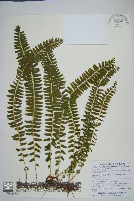 攀緣陵齒蕨、攀緣鱗始蕨藏品圖，第1張